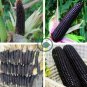 Black Sweet Waxy Corn Fruits 24 Seeds