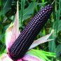 Black Sweet Waxy Corn Fruits 24 Seeds