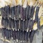 Black Sweet Waxy Corn Fruits 24 Seeds