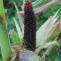 Black Sweet Waxy Corn Fruits 24 Seeds