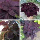 Coleus Giant Exhibition Palisandra 100 Seeds
