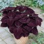 Coleus Giant Exhibition Palisandra 100 Seeds