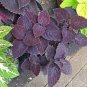 Coleus Giant Exhibition Palisandra 100 Seeds