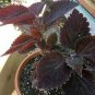 Coleus Giant Exhibition Palisandra 100 Seeds
