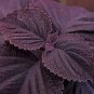 Coleus Giant Exhibition Palisandra 100 Seeds