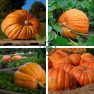Dill's Atlantic Giant Pumpkin Organic 10 Seeds