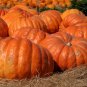 Dill's Atlantic Giant Pumpkin Organic 10 Seeds