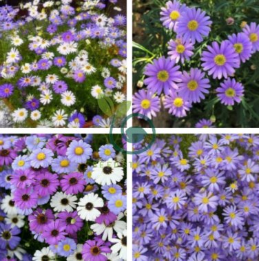 Brachycome Swan River Daisy Mixed Flowers 40 Seeds