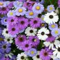 Brachycome Swan River Daisy Mixed Flowers 40 Seeds