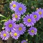 Brachycome Swan River Daisy Mixed Flowers 40 Seeds