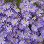 Brachycome Swan River Daisy Mixed Flowers 40 Seeds