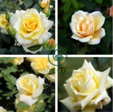 Rose Bright Light Yellow Big Blooms Flower 100 Seeds