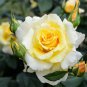 Rose Bright Light Yellow Big Blooms Flower 100 Seeds