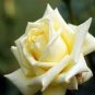 Rose Bright Light Yellow Big Blooms Flower 100 Seeds