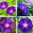Rebecca Purple Morning Glory 100 Seeds
