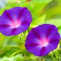 Rebecca Purple Morning Glory 100 Seeds