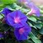 Rebecca Purple Morning Glory 100 Seeds