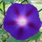 Rebecca Purple Morning Glory 100 Seeds