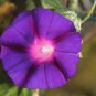 Rebecca Purple Morning Glory 100 Seeds
