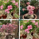 Adenium Light Orangish Pink Flower 4 Seeds