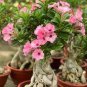 Adenium Light Orangish Pink Flower 4 Seeds