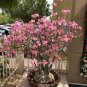 Adenium Light Orangish Pink Flower 4 Seeds