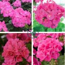 Geranium Bonsai Rose Red & Light Pink Flowers with Sharp 20 Seeds
