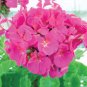 Geranium Bonsai Rose Red & Light Pink Flowers with Sharp 20 Seeds