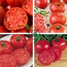 Rare Burpee's Big Boy Tomato Hybrid 200 Seeds
