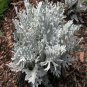 Senecio cineraria Silver Dusty Miller Ornamental Herb Plants 40 Seeds