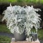 Senecio cineraria Silver Dusty Miller Ornamental Herb Plants 40 Seeds