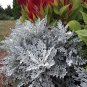 Senecio cineraria Silver Dusty Miller Ornamental Herb Plants 40 Seeds