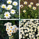 White DAISY Chrysanthemum Multicaule Mini 60 Seeds