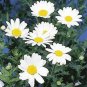 White DAISY Chrysanthemum Multicaule Mini 60 Seeds