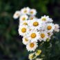 White DAISY Chrysanthemum Multicaule Mini 60 Seeds