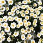 White DAISY Chrysanthemum Multicaule Mini 60 Seeds
