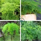 Fresh Perennial Asparagus Fern 16 Seeds