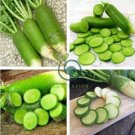 Sweet Green Radish Chinese Turnip Organic Green Vegetable 4 Seeds