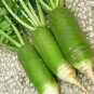 Sweet Green Radish Chinese Turnip Organic Green Vegetable 4 Seeds