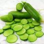 Sweet Green Radish Chinese Turnip Organic Green Vegetable 4 Seeds