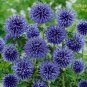 Blue Globe Thistle Echinops Big Onion Flowers 100 Seeds