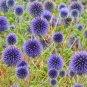 Blue Globe Thistle Echinops Big Onion Flowers 100 Seeds