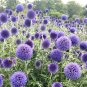 Blue Globe Thistle Echinops Big Onion Flowers 100 Seeds