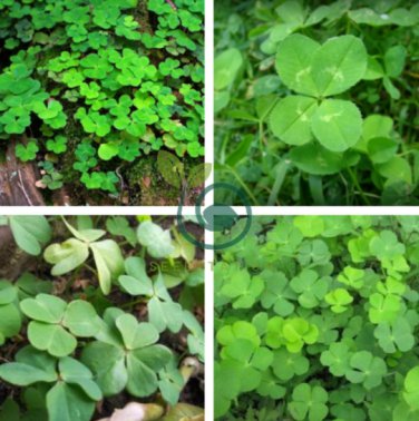 Clover Bonsai Trifolium Repens Beauty Lucky 500 Seeds