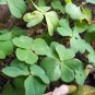 Clover Bonsai Trifolium Repens Beauty Lucky 500 Seeds