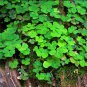 Clover Bonsai Trifolium Repens Beauty Lucky 500 Seeds