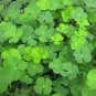 Clover Bonsai Trifolium Repens Beauty Lucky 500 Seeds