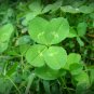 Clover Bonsai Trifolium Repens Beauty Lucky 500 Seeds
