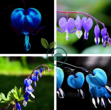 Dicentra Spectabilis Bleeding Heart Classic Cottage Garden Plant 200 Seeds