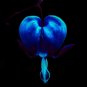 Dicentra Spectabilis Bleeding Heart Classic Cottage Garden Plant 200 Seeds